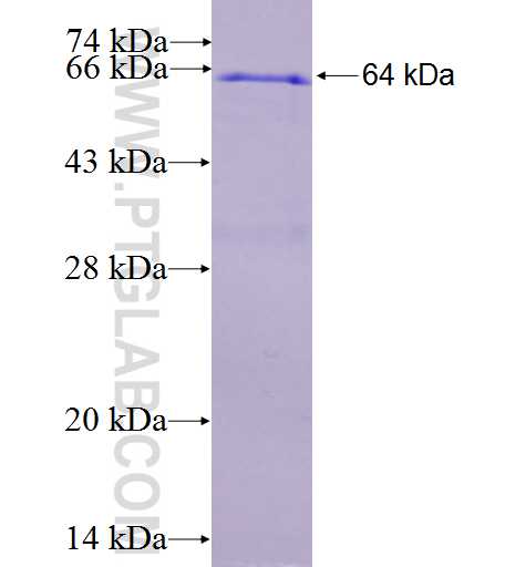 ZNF37A fusion protein Ag1950 SDS-PAGE