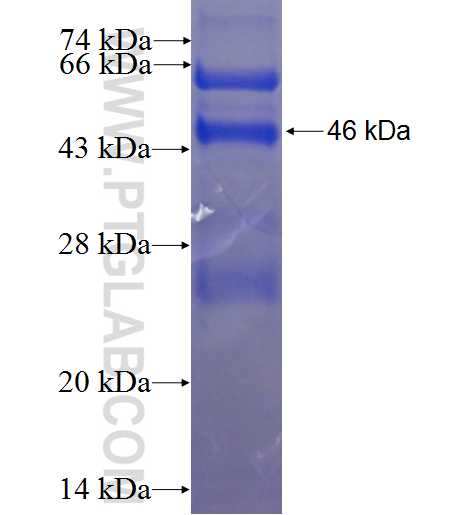 ZNF382 fusion protein Ag23348 SDS-PAGE