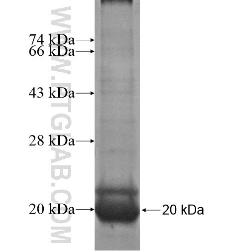 ZNF385D fusion protein Ag14962 SDS-PAGE