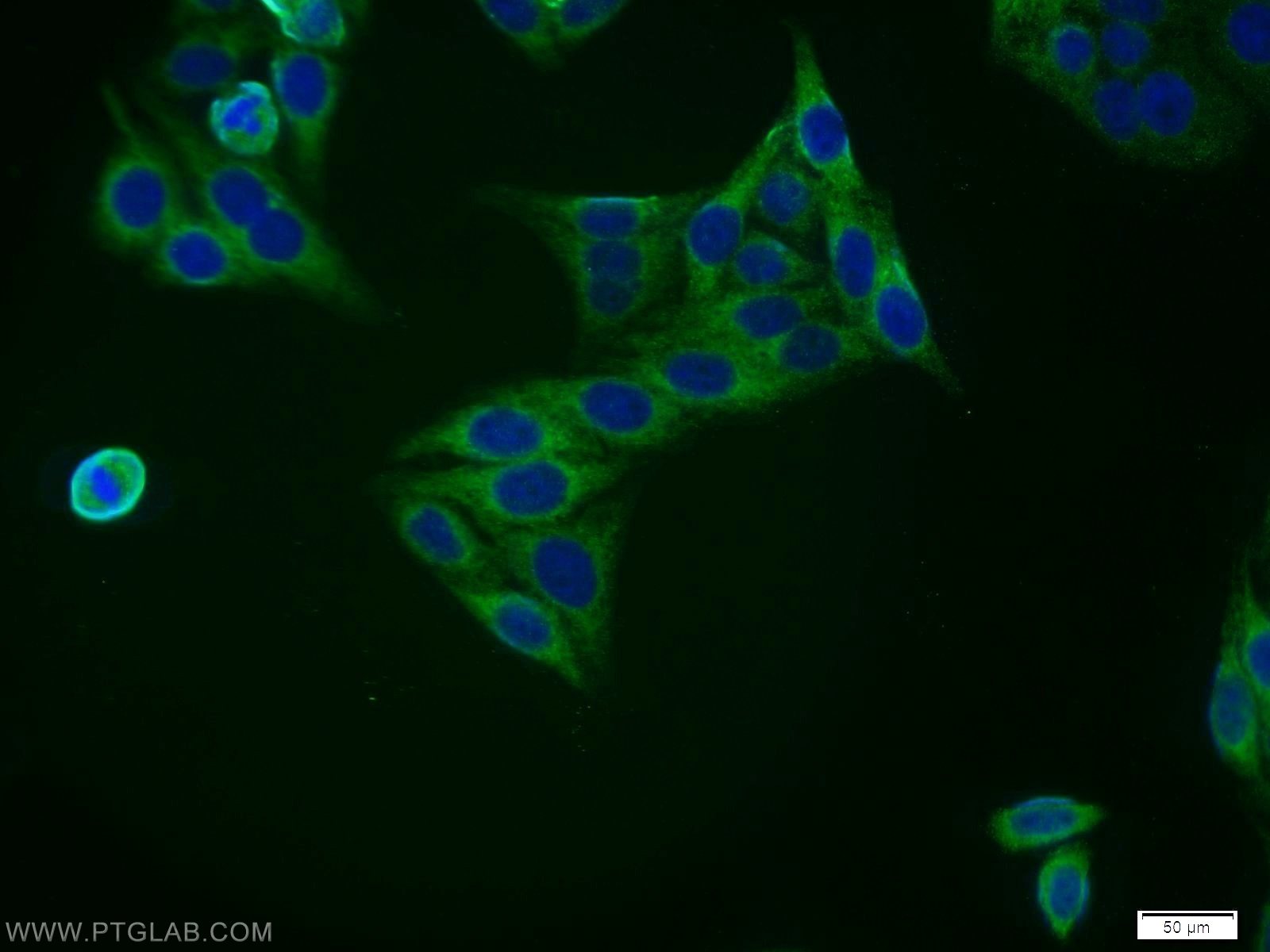 Immunofluorescence (IF) / fluorescent staining of HepG2 cells using ZNF395 Polyclonal antibody (11759-1-AP)