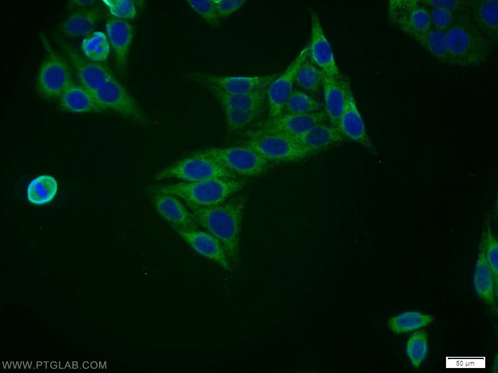 IF Staining of HepG2 using 11759-1-AP