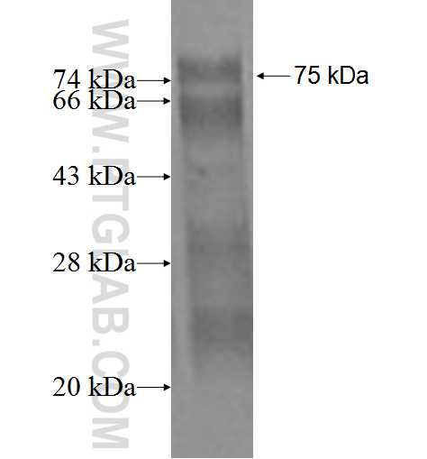 ZNF395 fusion protein Ag2355 SDS-PAGE