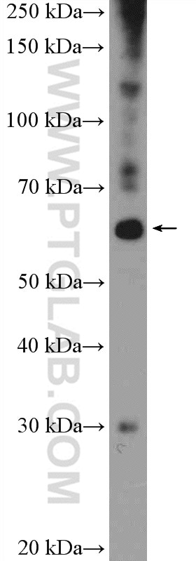 Western Blot (WB) analysis of mouse testis tissue using ZNF397 Polyclonal antibody (20799-1-AP)