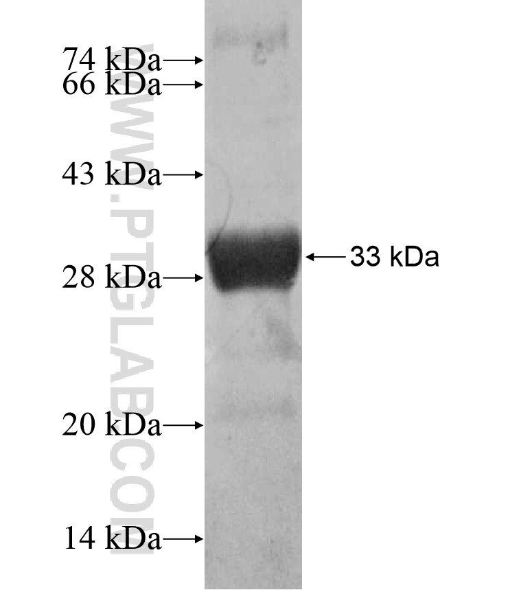 ZNF404 fusion protein Ag17033 SDS-PAGE