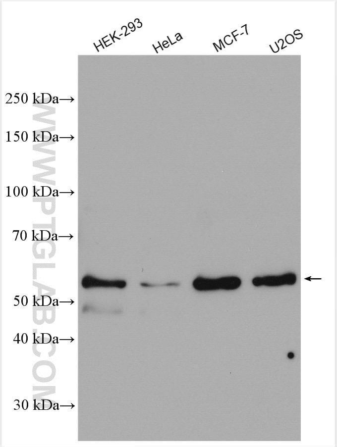 Western Blot (WB) analysis of various lysates using ZNF410 Polyclonal antibody (14529-1-AP)
