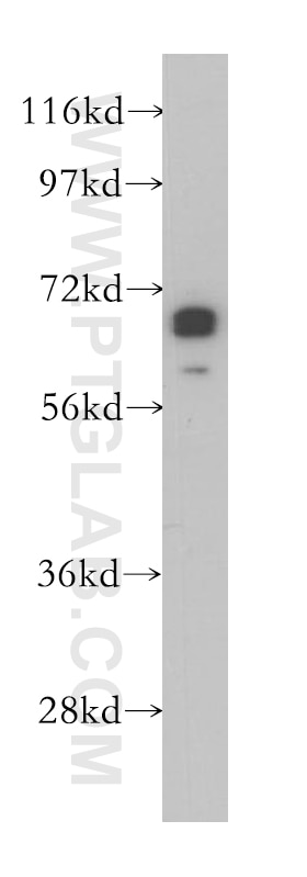 ZNF410