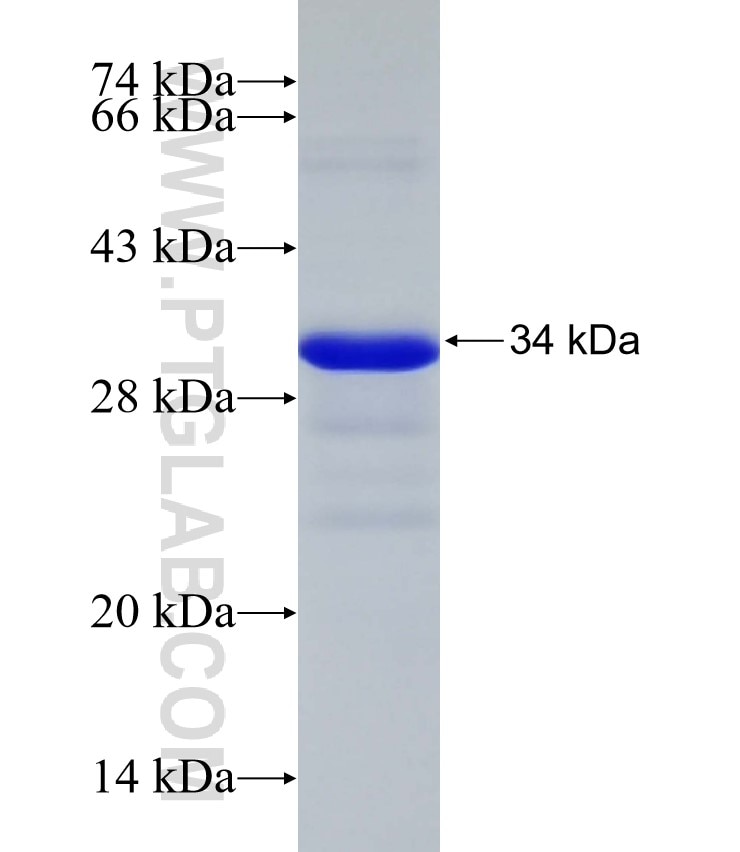ZNF410 fusion protein Ag33017 SDS-PAGE