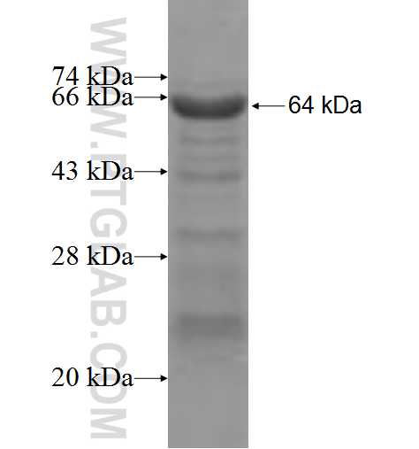 ZNF410 fusion protein Ag6028 SDS-PAGE