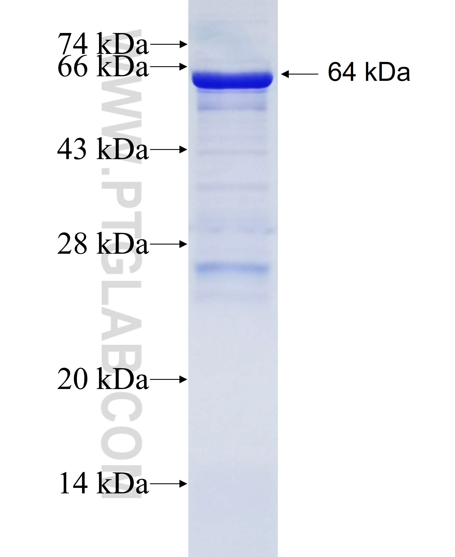 ZNF410 fusion protein Ag6028 SDS-PAGE