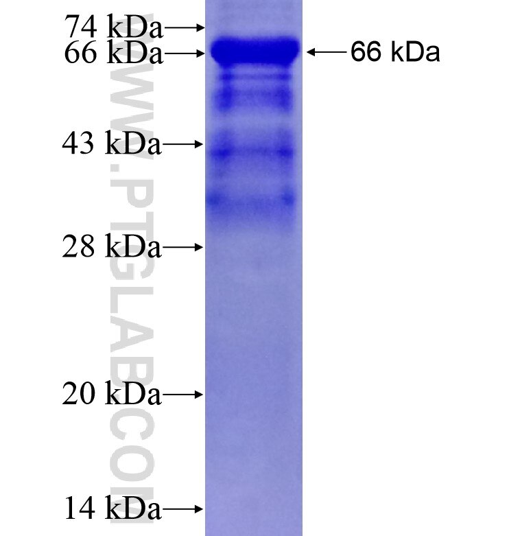 ZNF423 fusion protein Ag16350 SDS-PAGE