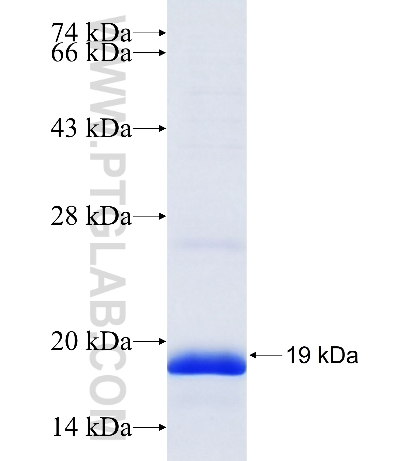 ZNF433 fusion protein Ag38075 SDS-PAGE