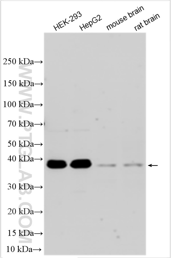 Western Blot (WB) analysis of various lysates using ZNF444 Polyclonal antibody (32588-1-AP)