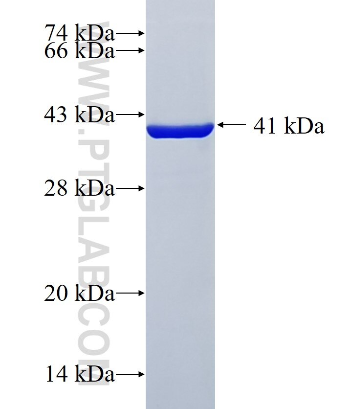 ZNF444 fusion protein Ag38517 SDS-PAGE
