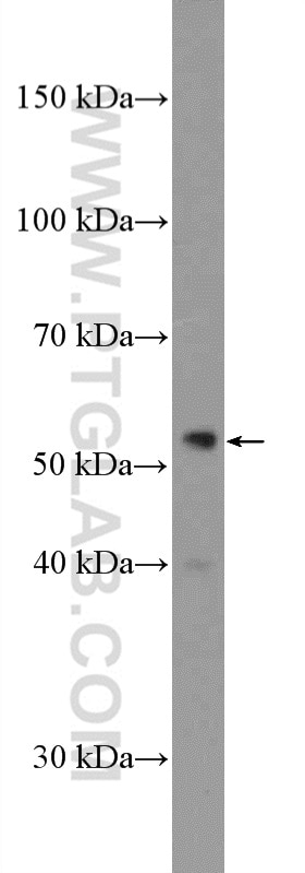 Western Blot (WB) analysis of SH-SY5Y cells using ZNF446 Polyclonal antibody (16218-1-AP)