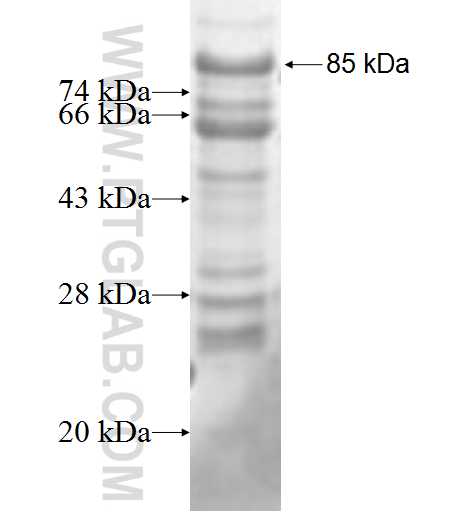 ZNF446 fusion protein Ag9266 SDS-PAGE