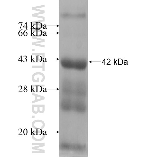ZNF45 fusion protein Ag11124 SDS-PAGE