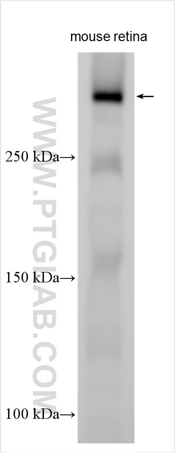 Western Blot (WB) analysis of various lysates using ZNF462 Polyclonal antibody (23793-1-AP)