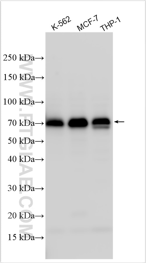 Western Blot (WB) analysis of various lysates using ZNF467 Polyclonal antibody (31411-1-AP)