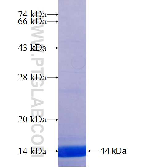 ZNF468 fusion protein Ag24001 SDS-PAGE