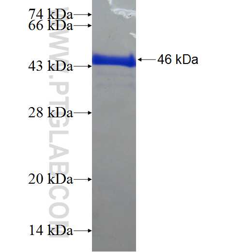 ZNF48 fusion protein Ag22208 SDS-PAGE
