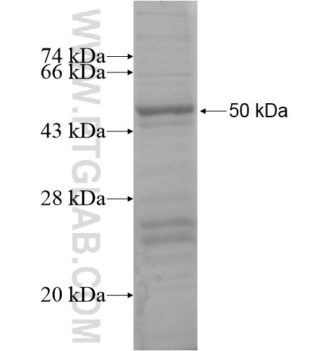 ZNF486 fusion protein Ag14567 SDS-PAGE