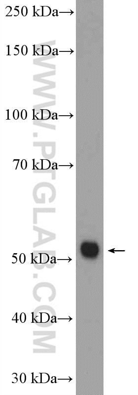 Western Blot (WB) analysis of mouse thymus tissue using ZNF488 Polyclonal antibody (21014-1-AP)