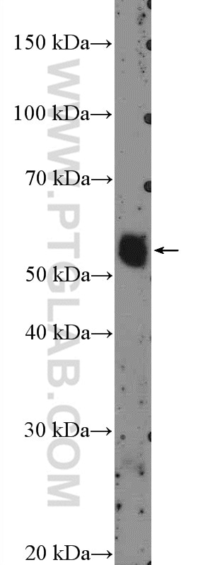 Western Blot (WB) analysis of mouse thymus tissue using ZNF488 Polyclonal antibody (21014-1-AP)