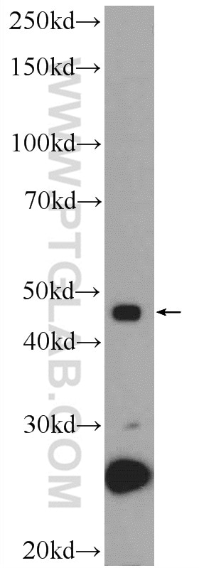 Western Blot (WB) analysis of U-937 cells using ZNF506 Polyclonal antibody (25481-1-AP)