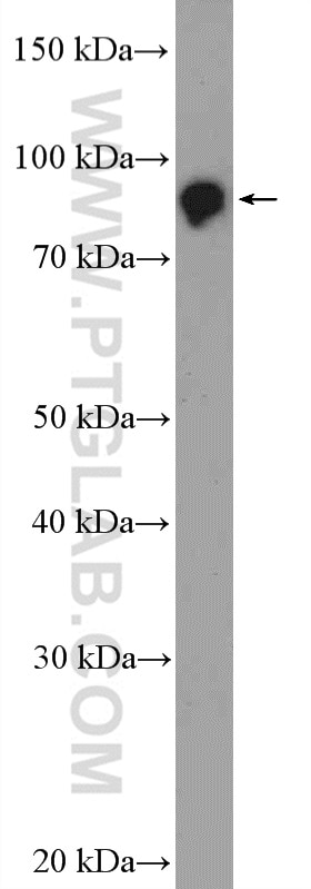 Western Blot (WB) analysis of mouse skeletal muscle tissue using ZNF509 Polyclonal antibody (21772-1-AP)