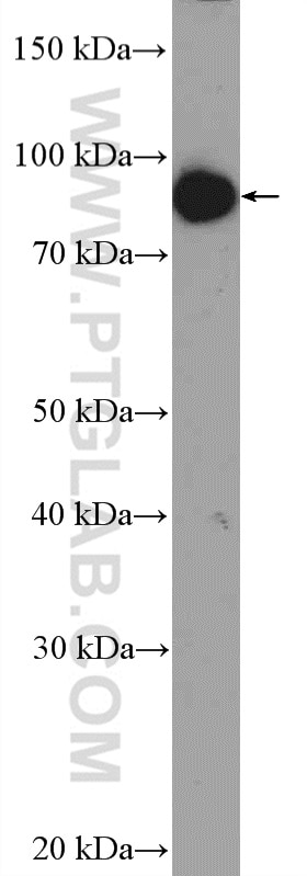 Western Blot (WB) analysis of mouse skeletal muscle tissue using ZNF509 Polyclonal antibody (21772-1-AP)