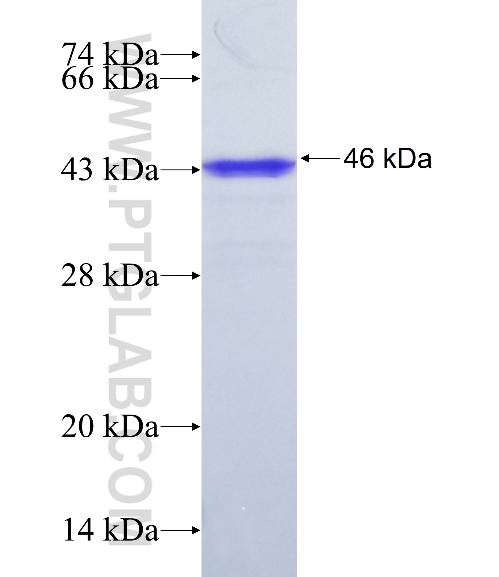ZNF512B fusion protein Ag38108 SDS-PAGE