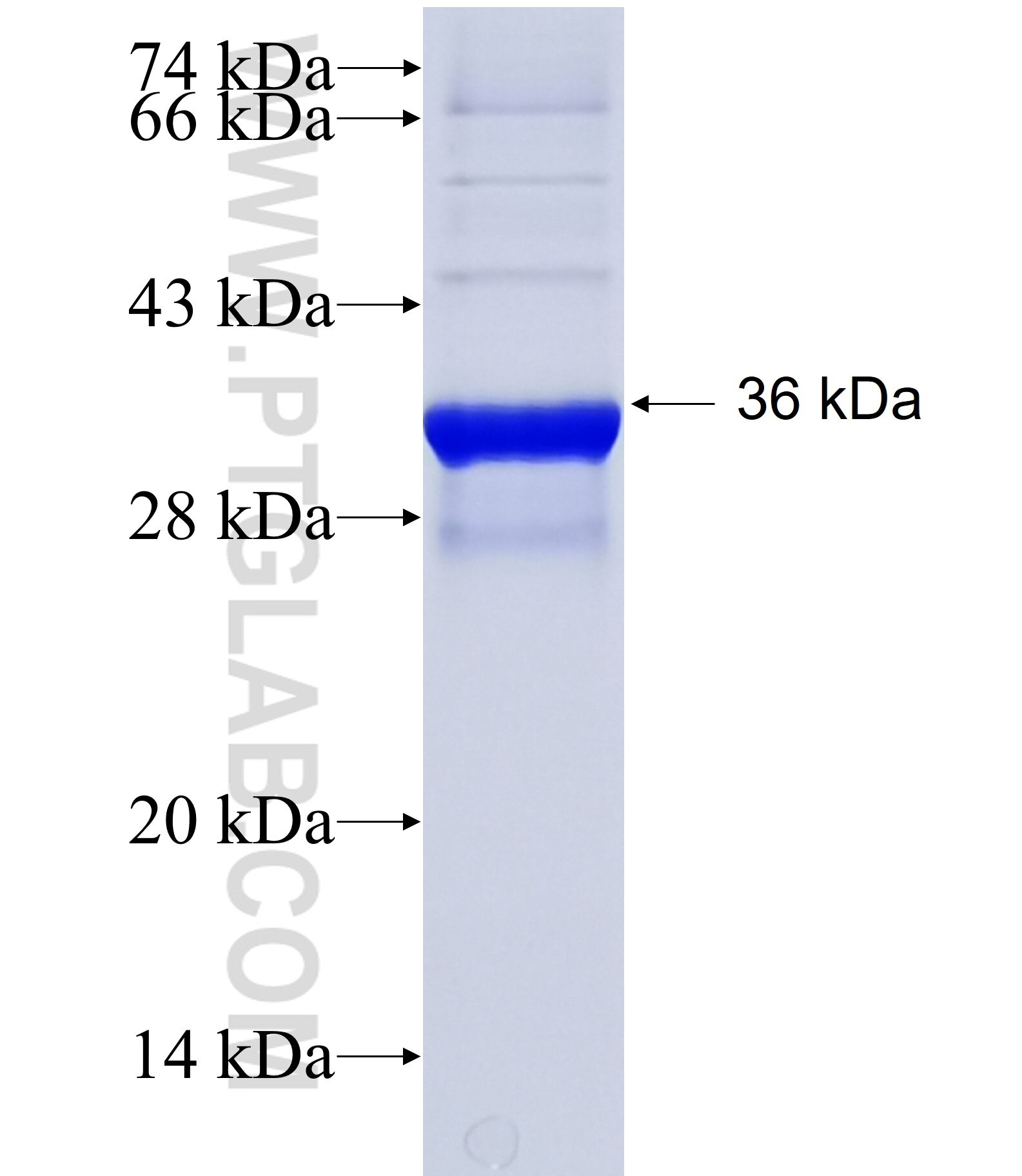 ZNF517 fusion protein Ag37110 SDS-PAGE