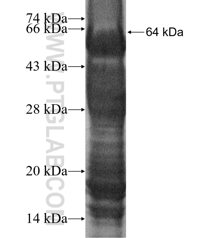 ZNF541 fusion protein Ag16192 SDS-PAGE