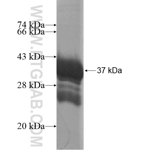 ZNF543 fusion protein Ag15830 SDS-PAGE
