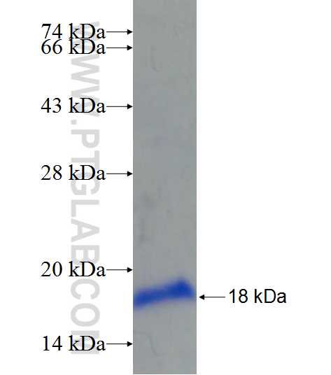 ZNF549 fusion protein Ag22371 SDS-PAGE