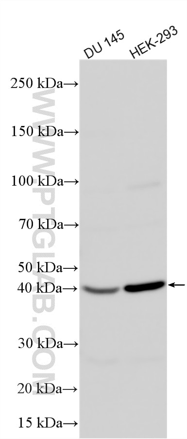 Western Blot (WB) analysis of various lysates using ZNF551 Polyclonal antibody (33216-1-AP)