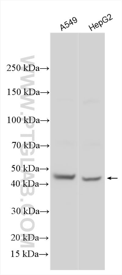 WB analysis using 20500-1-AP Western Blot (WB) analysis of various lysates using ZNF557 Polyclonal antibody (20500-1-AP)