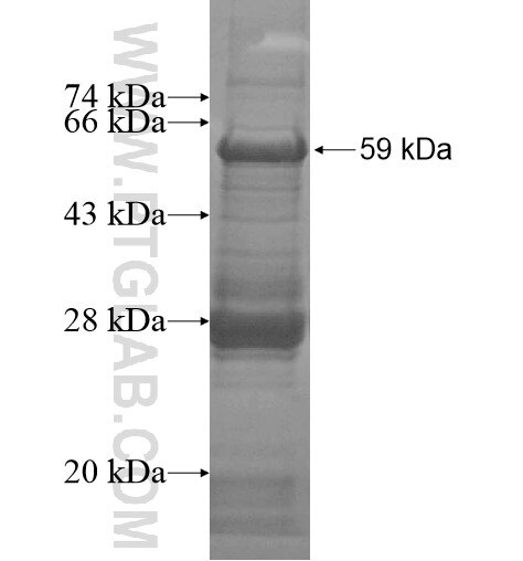 ZNF557 fusion protein Ag14239 SDS-PAGE