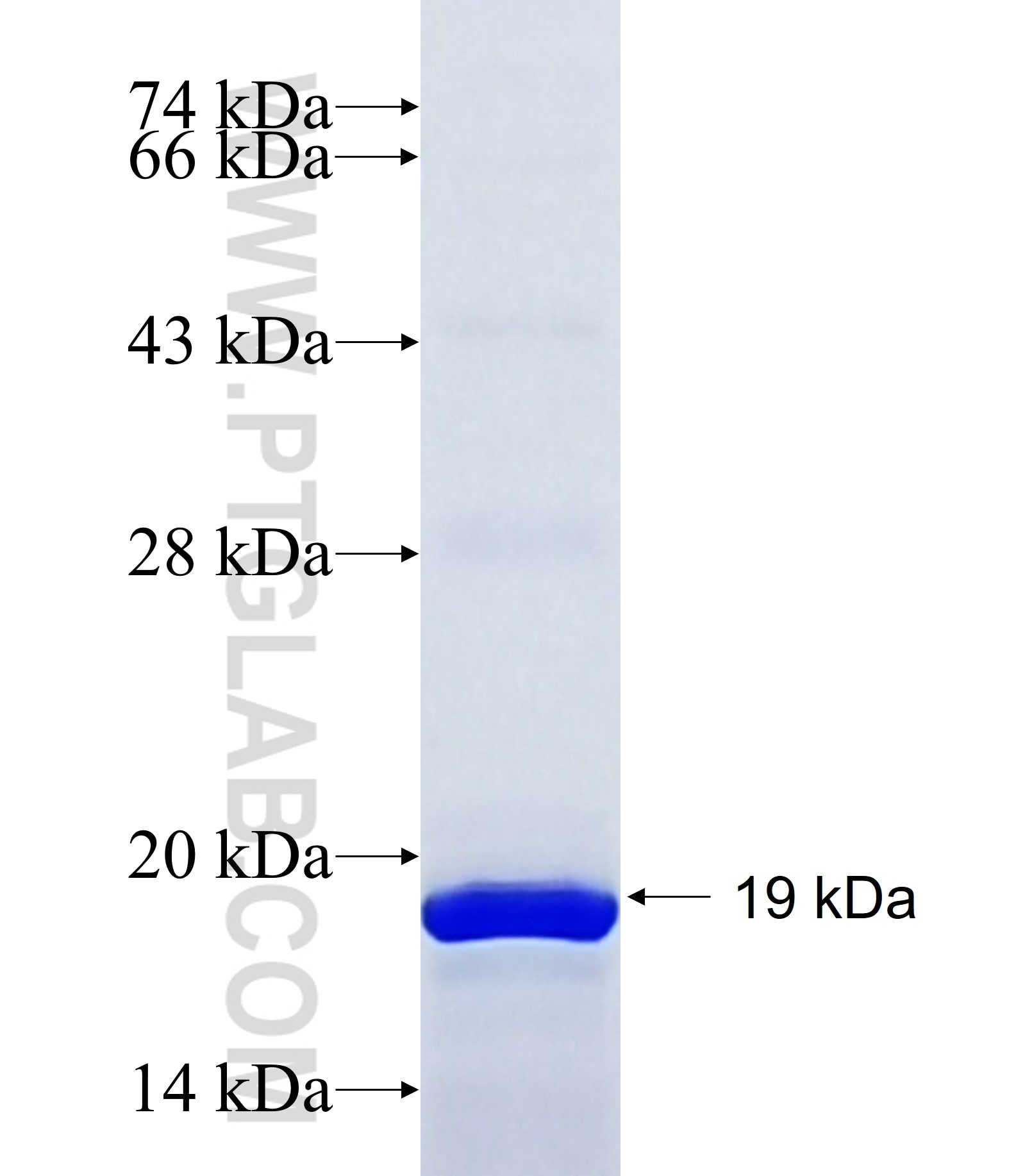 ZNF567 fusion protein Ag27017 SDS-PAGE