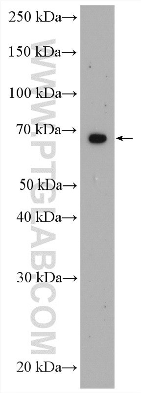 ZNF570