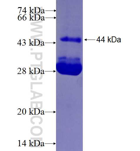 ZNF570 fusion protein Ag26925 SDS-PAGE