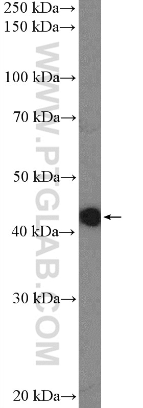 WB analysis of A549 using 23922-1-AP
