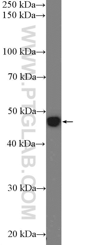 Western Blot (WB) analysis of MCF-7 cells using ZNF572 Polyclonal antibody (23922-1-AP)