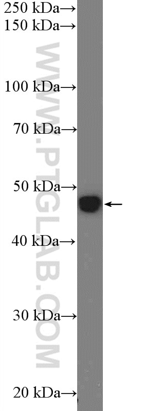 WB analysis of MCF-7 using 23922-1-AP