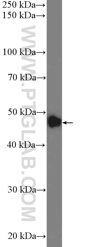 Western Blot (WB) analysis of MCF-7 cells using ZNF572 Polyclonal antibody (23922-1-AP)