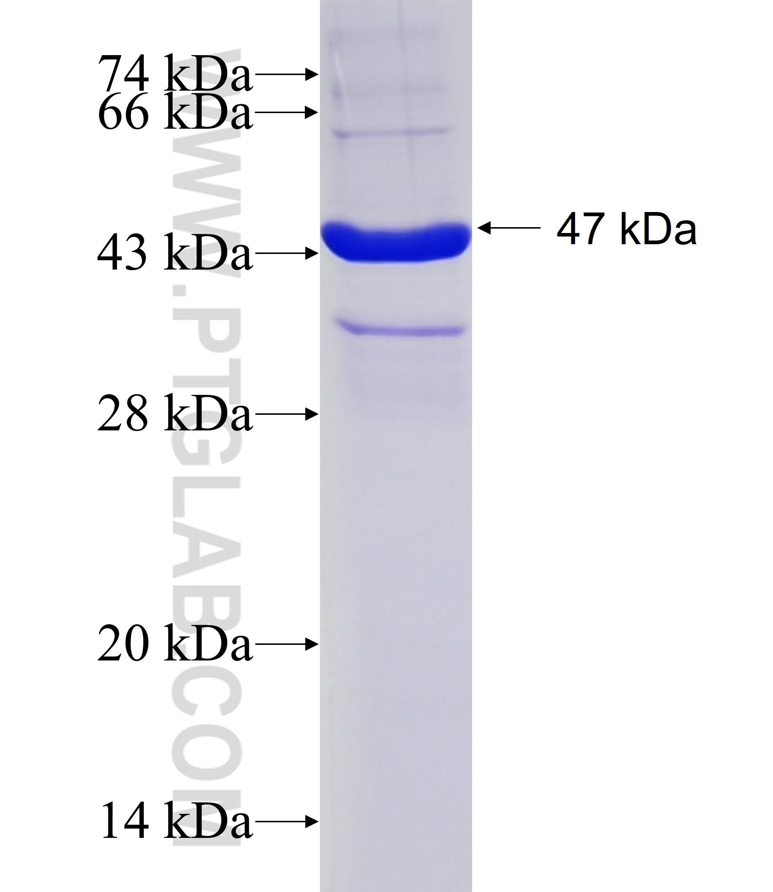 ZNF583 fusion protein Ag16408 SDS-PAGE