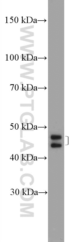 Western Blot (WB) analysis of HepG2 cells using ZNF586 Polyclonal antibody (25023-1-AP)