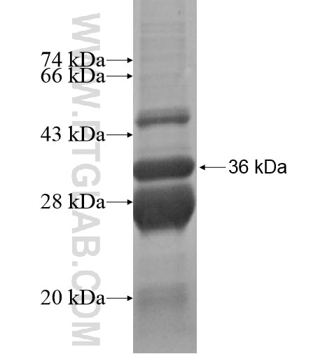 ZNF593 fusion protein Ag13758 SDS-PAGE