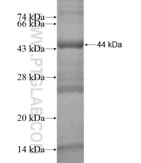 ZNF596 fusion protein Ag18745 SDS-PAGE