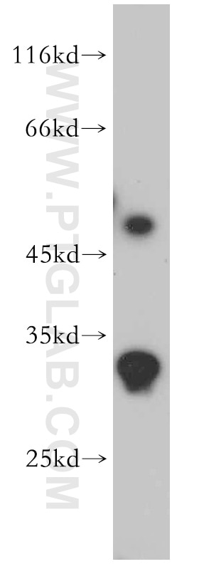 Western Blot (WB) analysis of HepG2 cells using ZNF597 Polyclonal antibody (20922-1-AP)
